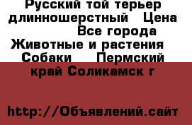 Русский той-терьер длинношерстный › Цена ­ 7 000 - Все города Животные и растения » Собаки   . Пермский край,Соликамск г.